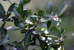 Yaupon Holly.  Photo: David J. Stang via Wikimedia Commons